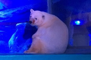 地表最悲傷的動物園！這裡的動物眼神哀戚、表情痛苦，身體與靈魂都遭到禁錮....