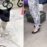 兩隻臉部顏色特異的狗狗！網笑翻：「第一隻是敷面膜的女朋友，第二隻是畫了妝的女朋友」
