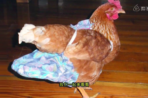 國外大媽發明小雞專用「紙尿褲」，大受歡迎還賺了大錢