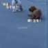 狗狗尾隨貓咪被抓包，被發現後有點尷尬假裝沒事：「沒有沒有，我只是抓癢」