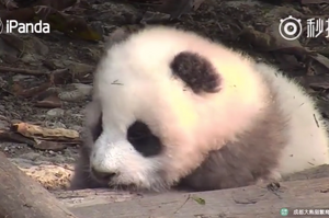看一群熊貓在那邊犯睏～觀看此片三秒入睡，不說了，我已經堅持不住了