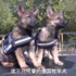 澳大利亞新上任警犬，還未成年就有模有樣的啦！你被萌到了嗎？
