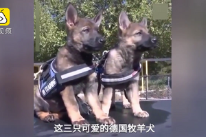 澳大利亞新上任警犬，還未成年就有模有樣的啦！你被萌到了嗎？