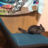 一隻特別聰明的龍貓，在座墊上跳來跳去玩「單人蹺蹺板」！玩得很開心超可愛！