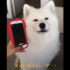 超萌測試！Siri能聽懂狗狗說的話嗎？牛頭不對馬嘴的對話真是太可愛了！