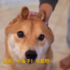 蠢萌！看鏟屎官如何把柴犬變成兔子！配上柴柴的溫暖微笑，簡直要讓人融化了！