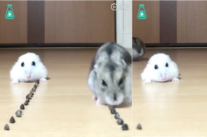 這隻倉鼠也太快了吧！兩隻倉鼠一起吃瓜子，白色的還沒反應過來就被灰色的吃完了！