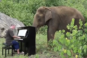 一頭80歲的大象在靜靜聽著鋼琴曲，整個畫面都看著很享受，有點美