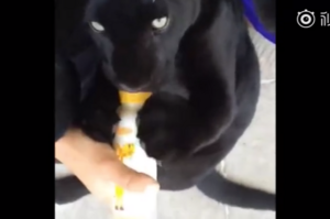 一隻正在喝奶的黑美洲豹寶寶，又酷又奶，有點反差萌