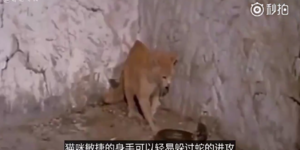 長知識！蛇和貓咪幹架，為什麼從沒見蛇贏過？