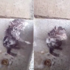 左三圈右三圈搓泡泡：倉鼠自己在洗澡！實在是太厲害了吧？