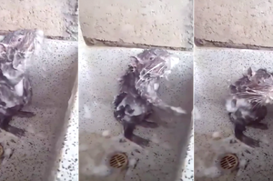 左三圈右三圈搓泡泡：倉鼠自己在洗澡！實在是太厲害了吧？