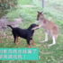 各種動物都喜歡和狗狗玩耍，狗狗們無奈的畫面也太可愛了吧！