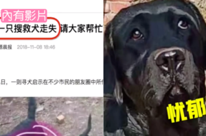 搜救犬還未上崗，就把自己弄丟了！飼養員：「請幫忙搜救這隻搜救犬」