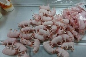 真的是炸「豬」排！日本研發超逼真豬肉宣導「珍惜食物」，但是你敢吃嗎？