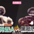 小黑狗大戰小白狗，小黑狗們瞬間被壓制！獸醫要小黑狗運動讓牠們超委屈：「我們是被80欸！」