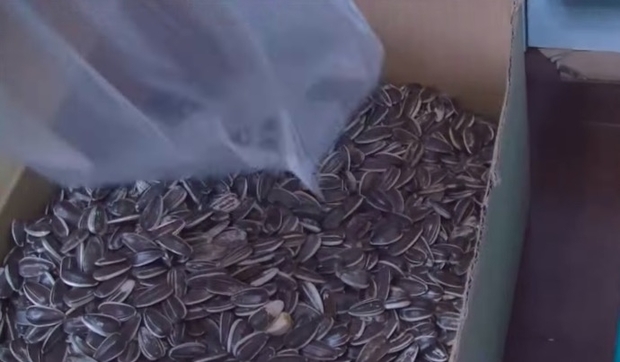 把1隻胖倉鼠丟進 6000顆葵瓜子 裡 牠的反應完全茫然 我