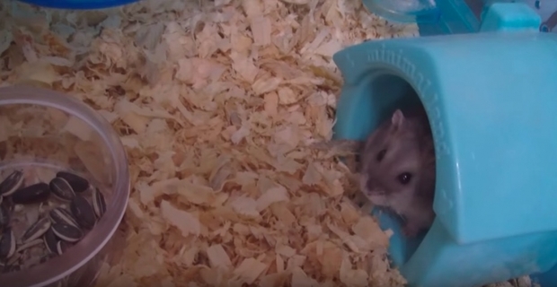 把1隻胖倉鼠丟進 6000顆葵瓜子 裡 牠的反應完全茫然 我