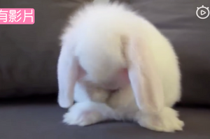 可愛兔兔在洗臉！超級愛乾淨的兔寶寶哦！
