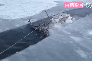 西伯利亞一隻馬鹿被凍在了冰河裡奄奄一息，眾人合力救援生火幫其取暖
