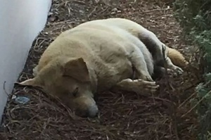 狗狗被遺棄後在原地死守，餓了就吃泥土