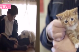 皇家防止虐待動物協會拍的聖誕短片，簡直不能夠再更暖心了！