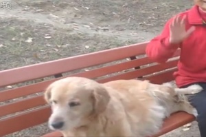 不知主人去世，半年來導盲犬仍堅持在公園長椅幫主人占座
