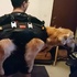 16歲黃金獵犬患腫瘤無法行走，主人每天堅持抱着牠上下樓出門看世界