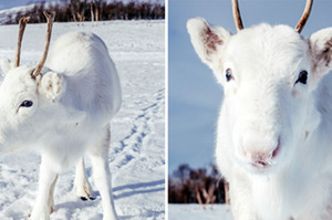 超可愛！挪威發現極為罕見「馴鹿寶寶」網友看完照片全萌翻！！(多圖)