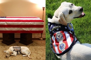 美國前總統老布希去世，他的狗狗趴在靈柩前久久不肯離去
