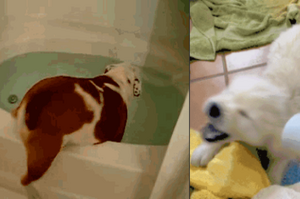 在家和在外洗澡判若兩狗？狗就是在針對身為鏟屎官的你！