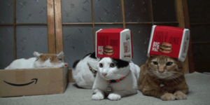 當你在有貓的地方放下一個紙箱子，你猜會發生什麼？