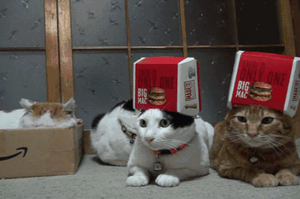 當你在有貓的地方放下一個紙箱子，你猜會發生什麼？