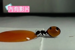 要爆了！要爆了！螞蟻狂喝蜂蜜，網友：「快停下！要撐爆啦！」（影片）
