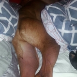 起床以為有「裸體男」睡在床上！這些汪星人爆笑的照片，每一張都太爆笑啦！