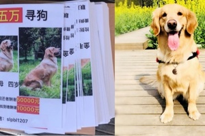 主人重金尋找黃金獵犬，牠是丈夫生前留下的最珍貴的禮物