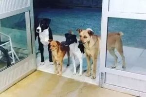 流浪漢因病入院，四隻流浪狗站醫院門口耐心等待