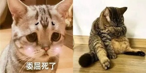 帶貓主子去絕育，你會請求醫生陪你演出戲嗎？