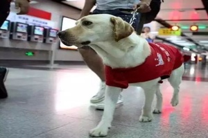 帶導盲犬進店遭拒，主人直接報警：要為牠討個說法！