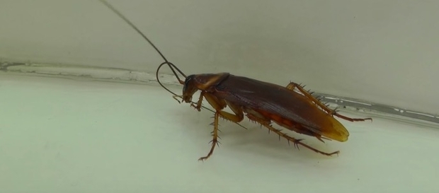 Entomological Society of America
