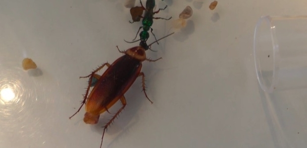 Entomological Society of America