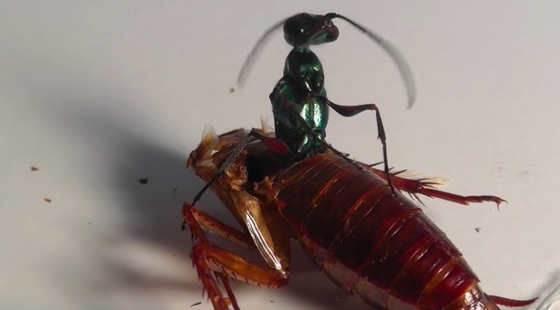 Entomological Society of America