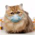 警惕：貓鼻支與感冒相似，掉以輕心會影響一生的健康
