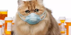 警惕：貓鼻支與感冒相似，掉以輕心會影響一生的健康