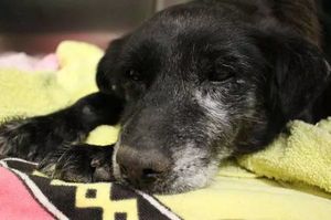 14歲老狗在收容所絕望等死，被領養後，原來牠那麼活潑！
