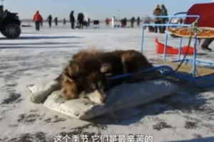 2019年了，是該時候請「狗拉雪橇」消失了！