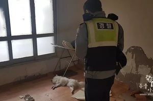 狗狗被反鎖房內活活餓死！志願者：牠飢餓到啃家具