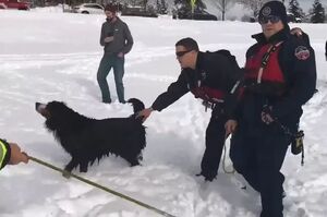 超暖！狗狗掉進冰湖無法動彈，消防員蜀黍冒險將牠救起！