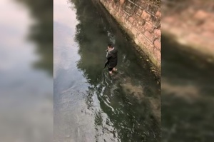 暖心！懷孕狗媽媽被困河中，小哥跳入冰冷河水中救助！