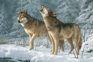「狼」可以被馴化嗎？美國小說家傑克·倫敦用3部經典作品探討「狼」與人類數百年的恩怨糾葛